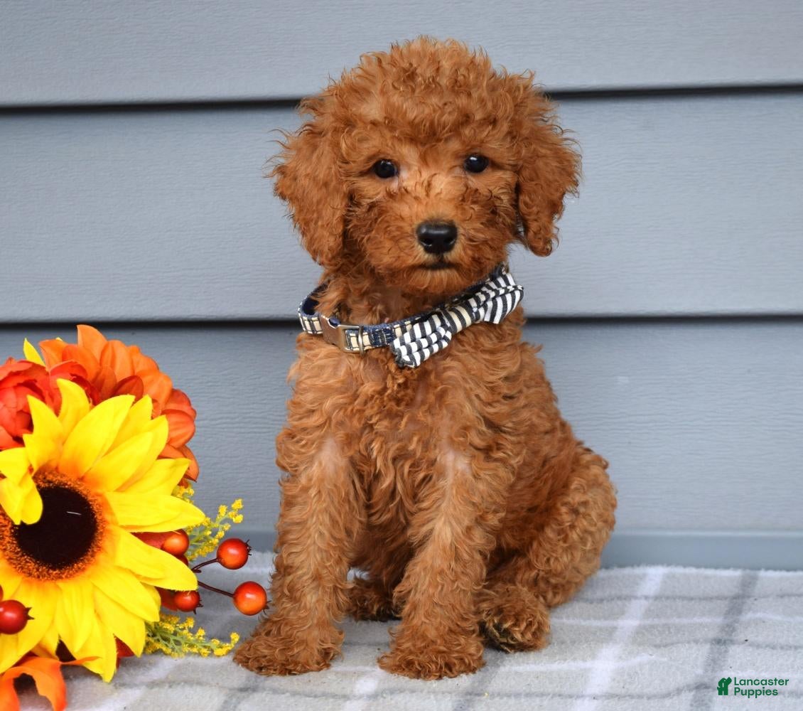 Goldendoodle dogs Ollie  - Ad 1
