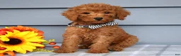 Goldendoodle dogs for sale: Ollie  - Ad 1