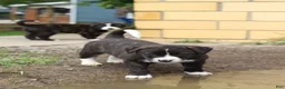 Mixed Breed dogs for sale: Truffle - Ad 4