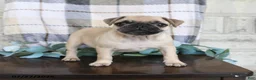 Pug dogs for sale: Kaylee - Ad 4