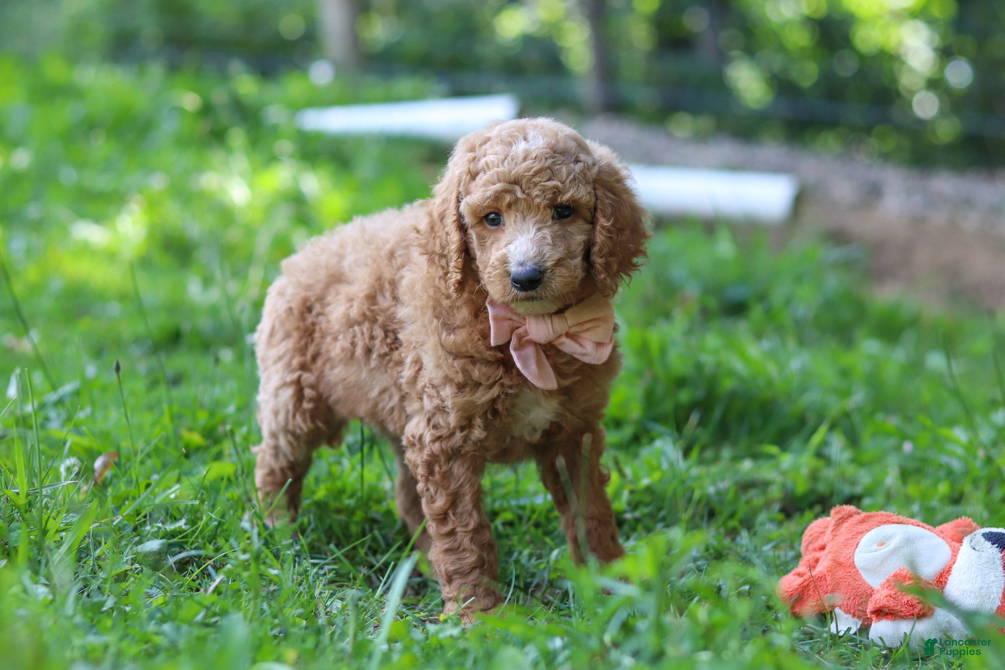 Standard Poodle dogs Hannah AKC - Ad 1