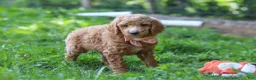 Standard Poodle dogs for sale: Hannah AKC - Ad 1