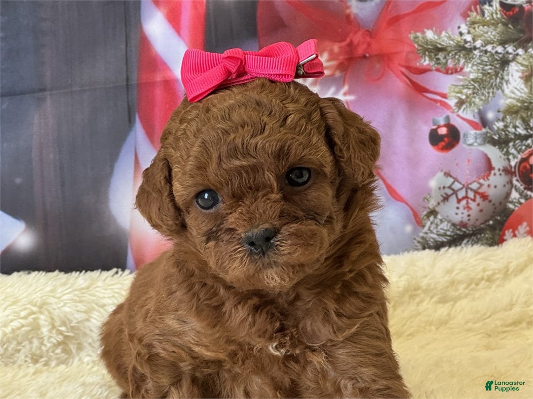 Mixed Breed dogs for sale: Poodle - Ad 1