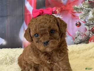 Mixed Breed dogs Poodle - Ad 12