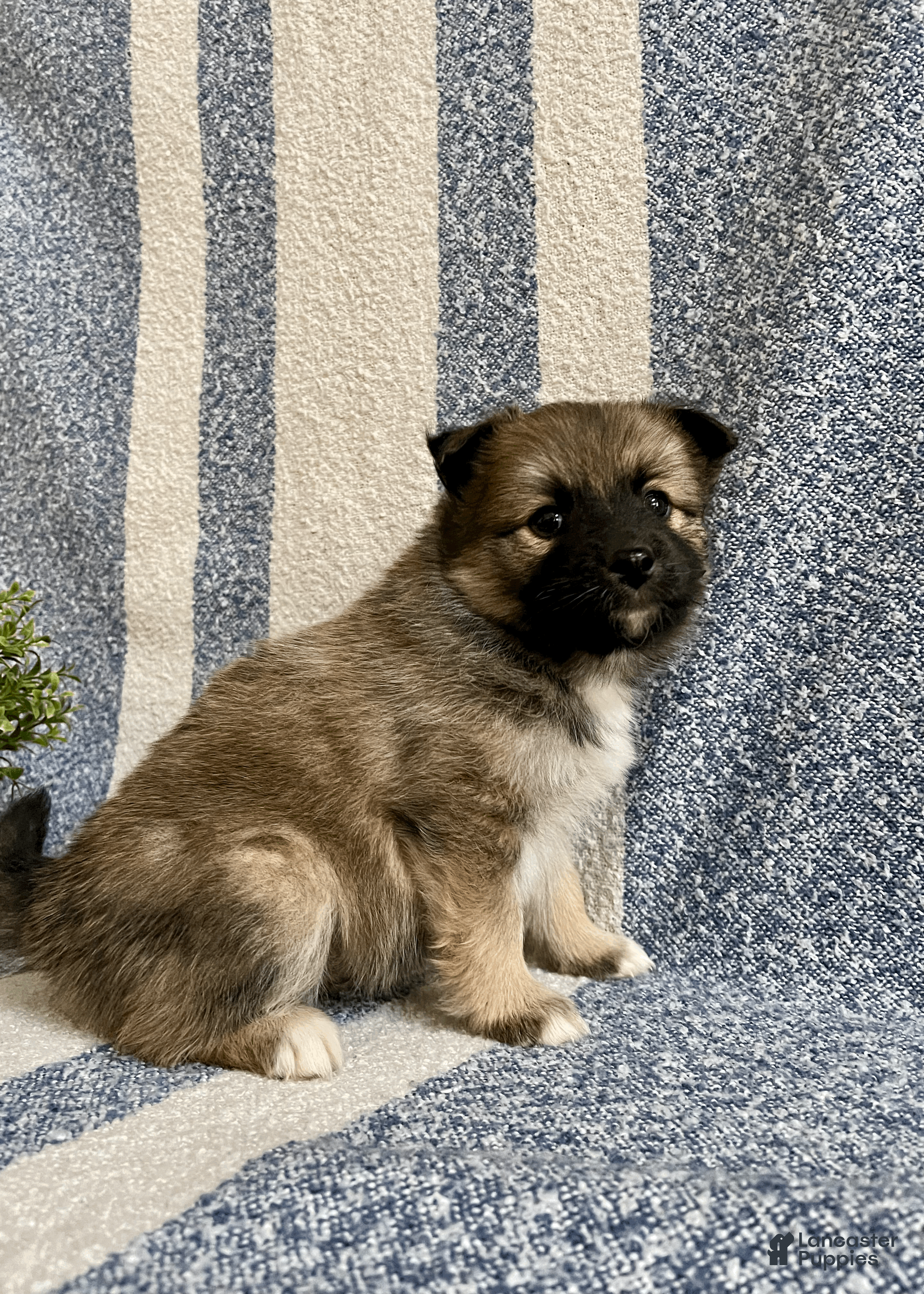 Pomsky dogs Clay - Ad 2