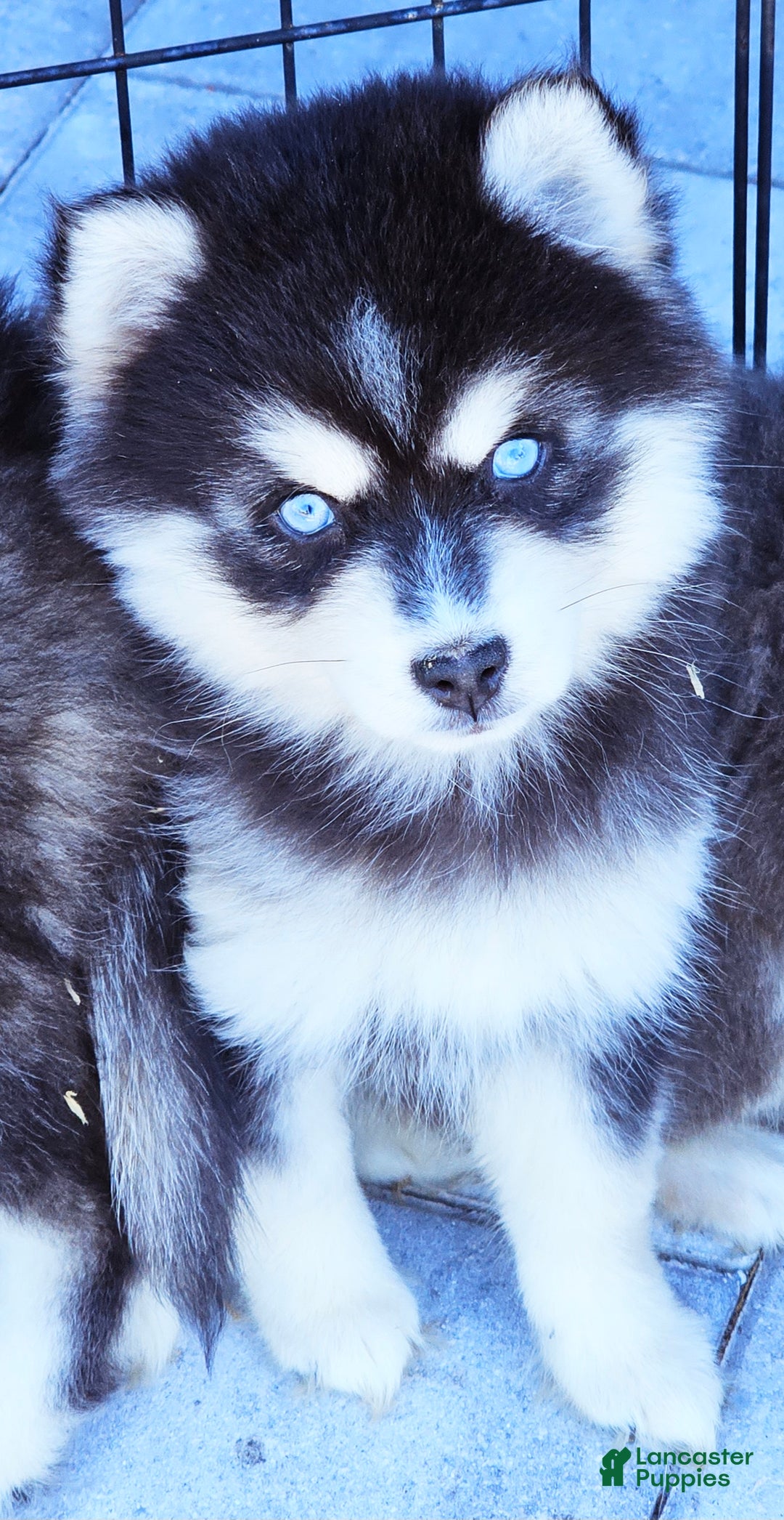 Pomsky dogs for sale: Jenny - Ad 2