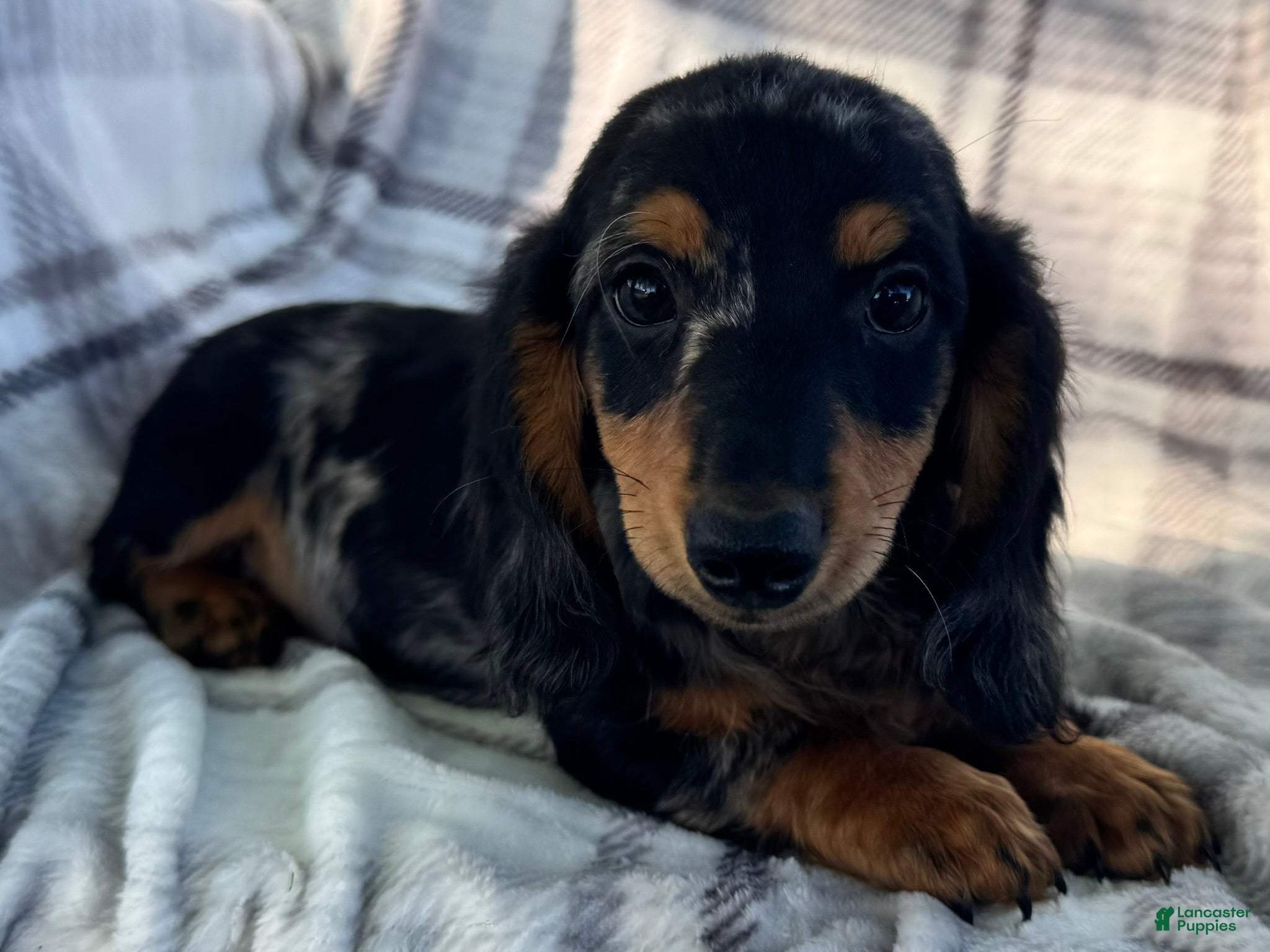 Dachshund dogs Duke - Ad 2