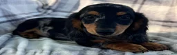 Dachshund dogs for sale: Duke - Ad 2