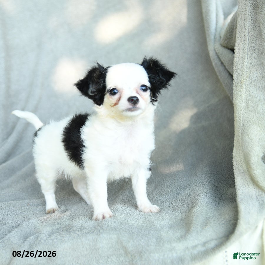 Chihuahua dogs Jigsy - Ad 2