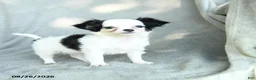 Chihuahua dogs for sale: Jigsy - Ad 2
