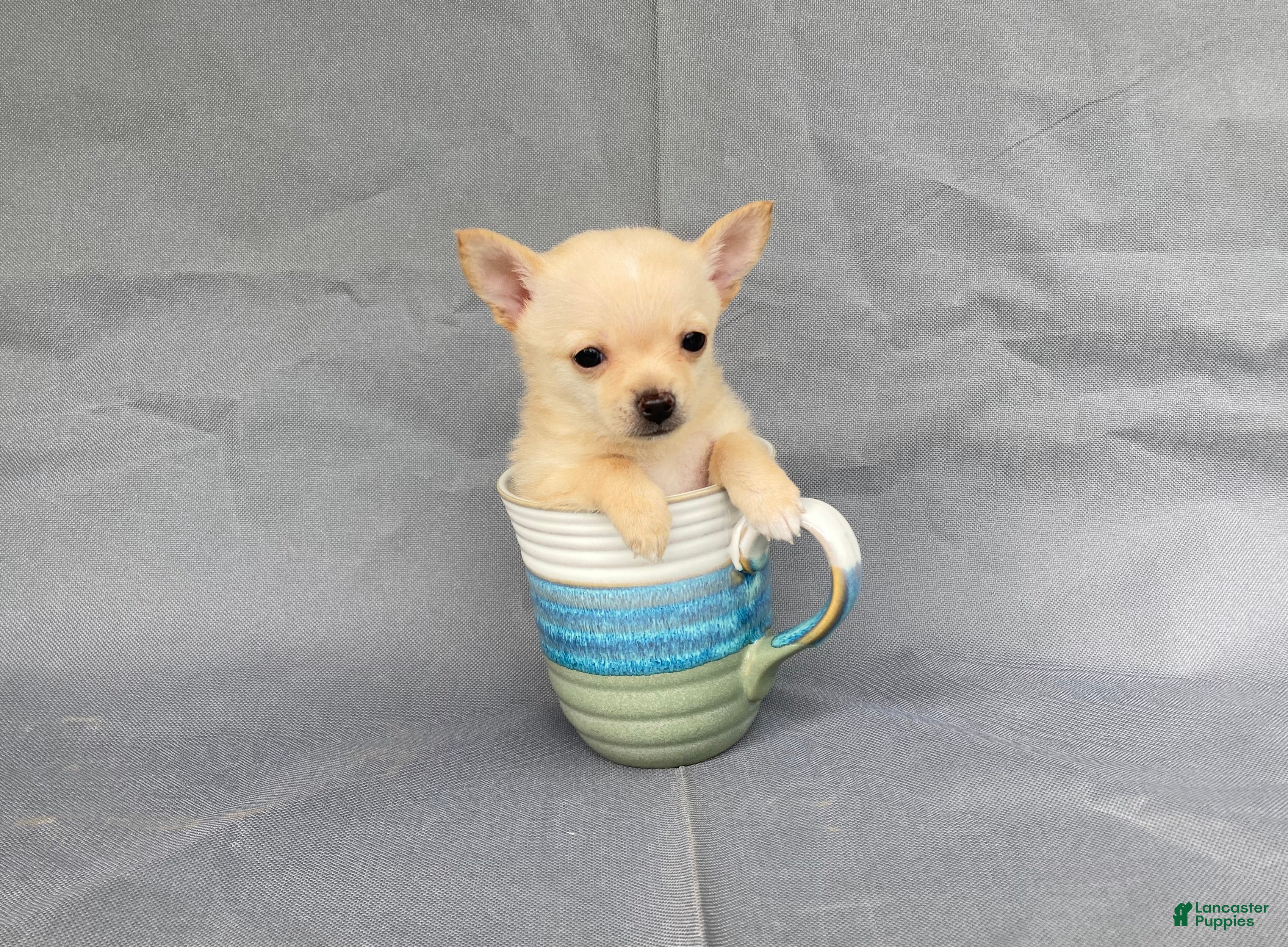 Chihuahua dogs for sale: Milo - Ad 1