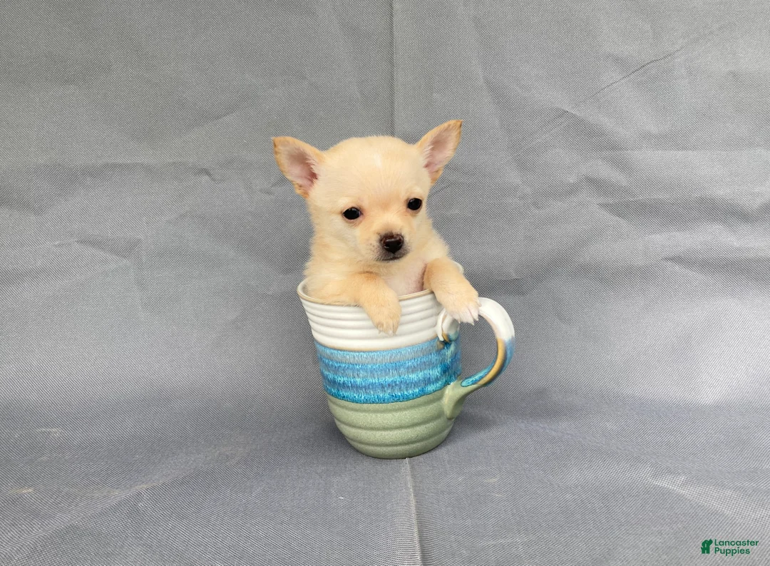 Chihuahua dogs for sale: Milo - Ad 1