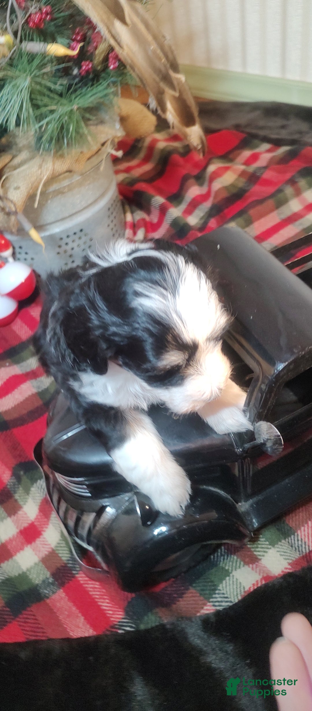 Mini Sheepadoodle dogs for sale: Beau  - Ad 7