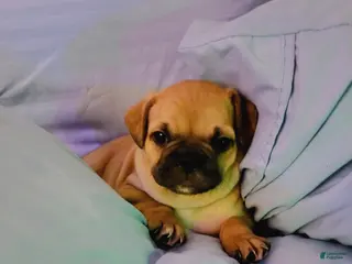 Frug dogs Frug Puppy 4 - Ad 5