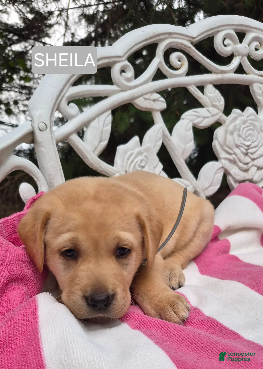 Labrador Retriever dogs for sale: Sheila - Ad 2