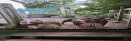 American Bully dogs for sale: American Bully 1 - Ad 8