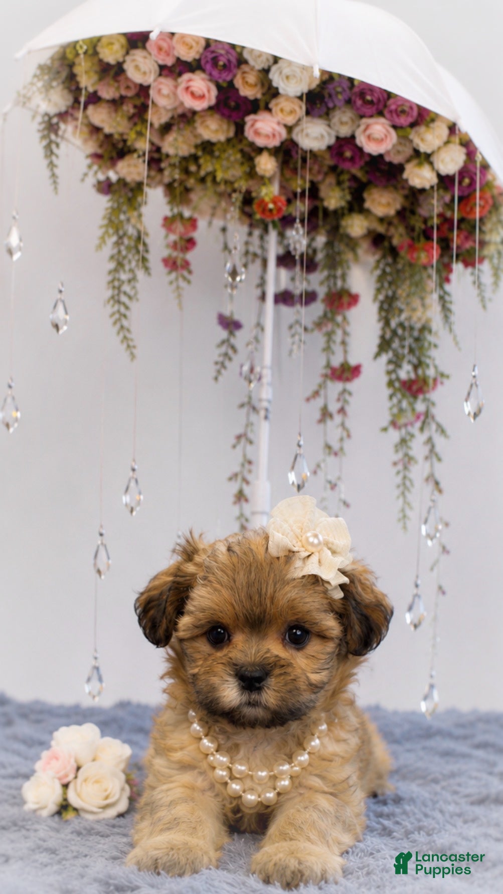 Malshi dogs Muffin - Ad 2