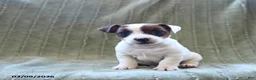 Jack Russell Terrier dogs for sale: Wellington - Ad 3