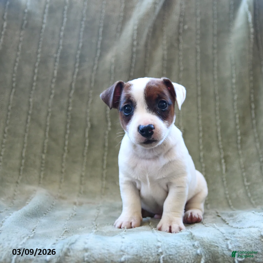 Jack Russell Terrier dogs for sale: Wellington - Ad 3