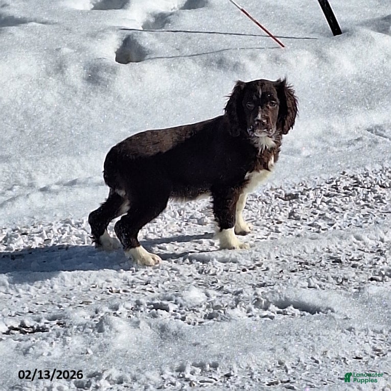 English Springer Spaniel dogs Duke - Ad 2