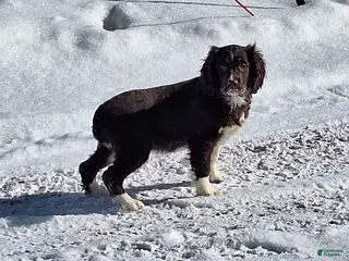 English Springer Spaniel dogs Duke - Ad 2