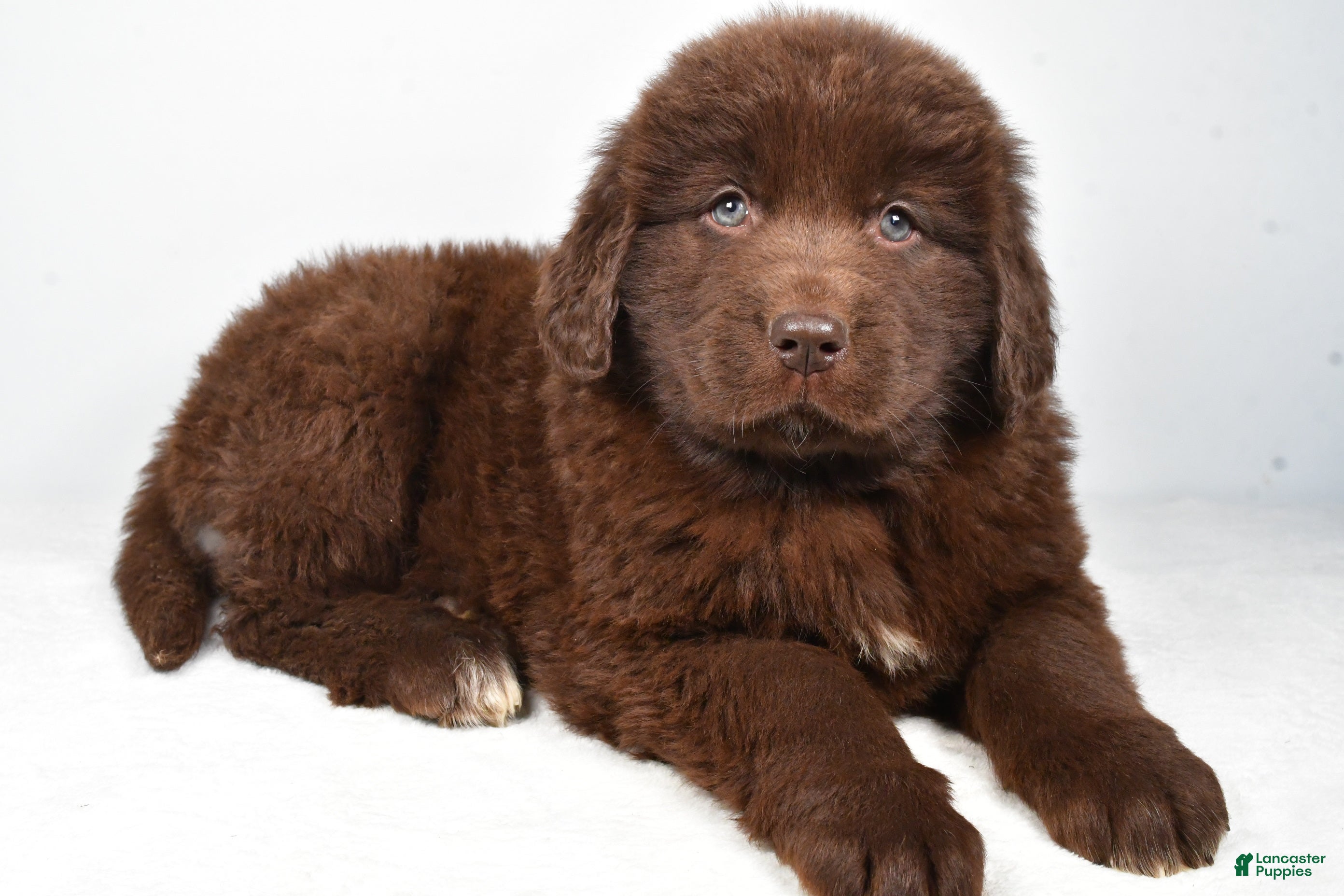 Newfoundland dogs Piper - Ad 16