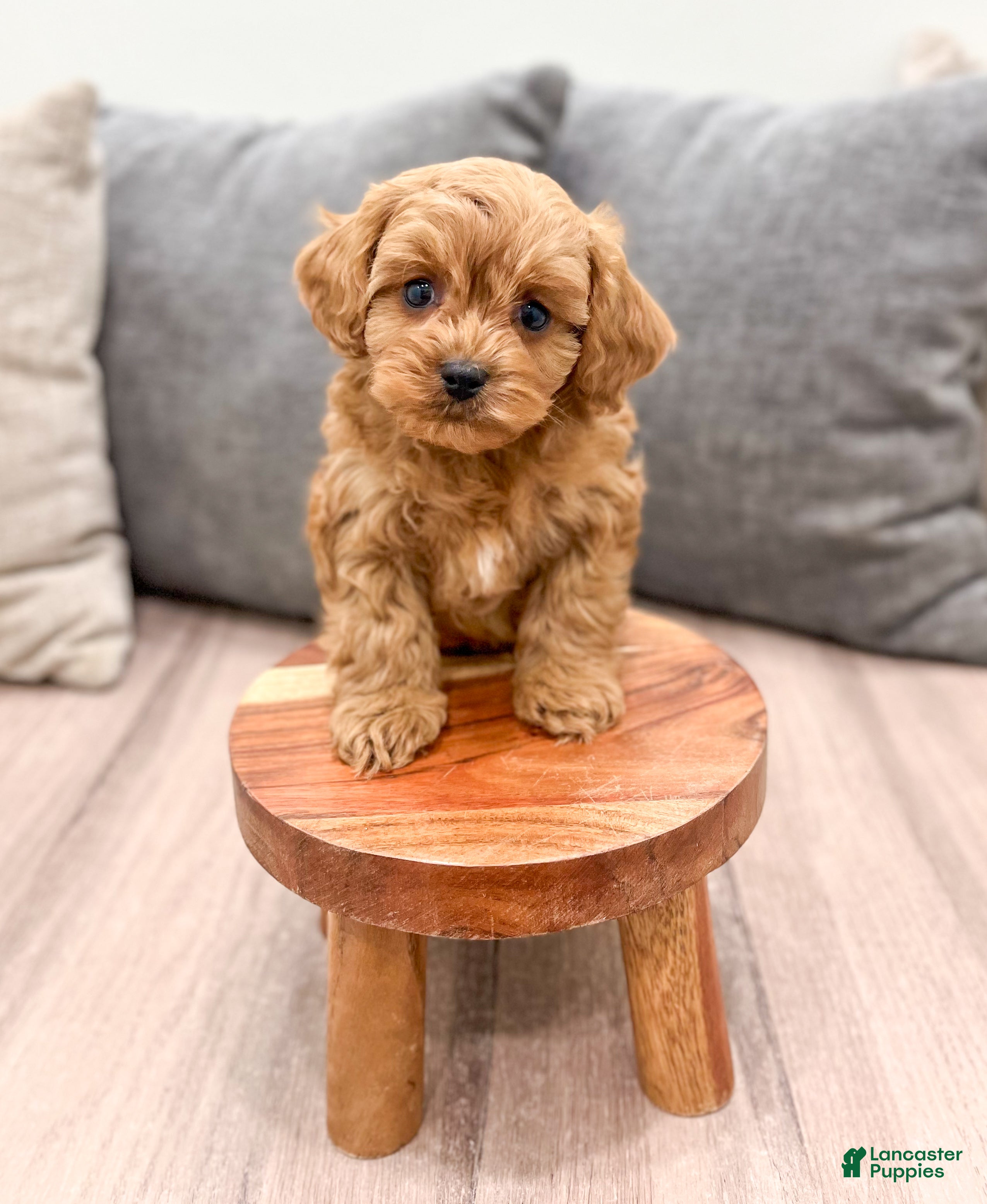 Cavapoo dogs Rusty - Ad 2