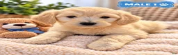 Mixed Breed dogs for sale: Teddy  - Ad 4