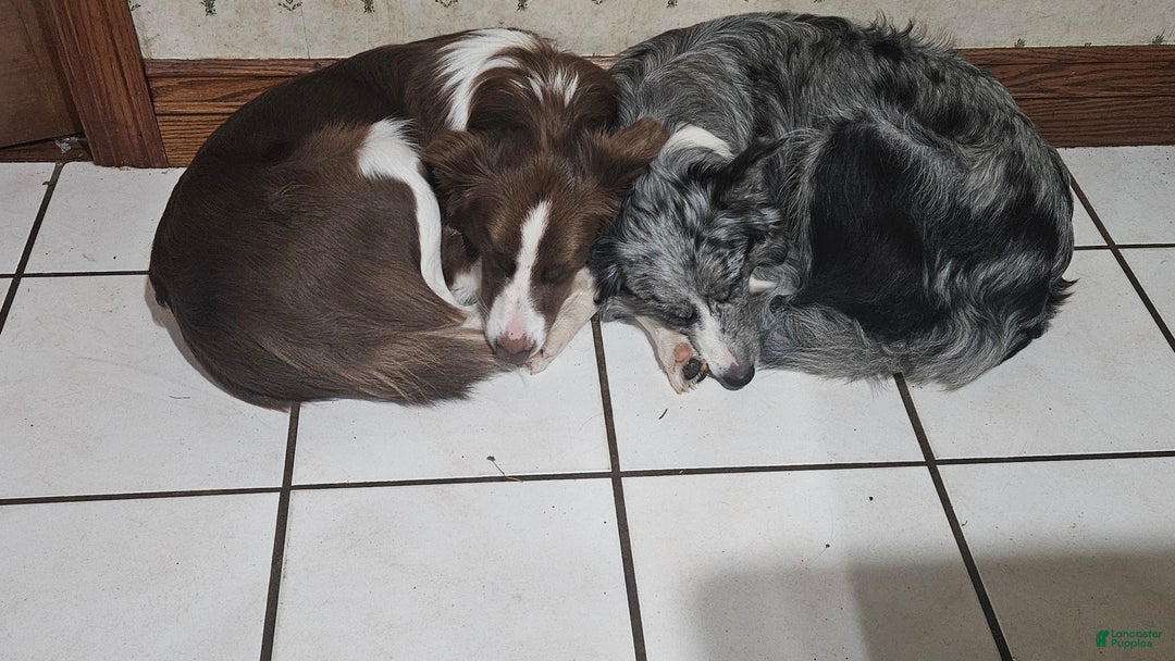 Border Collie dogs for sale: Border Collie Puppy 1 - Red - Ad 18