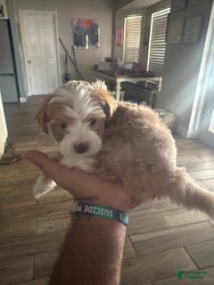 Mixed Breed dogs Mixed Breed 5 - Ad 1