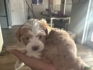 Mixed Breed dogs for sale: Mixed Breed 5 - Ad 2