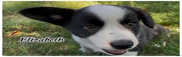Welsh Corgi Cardigan dogs for sale: AKC Elizabeth  - Ad 4