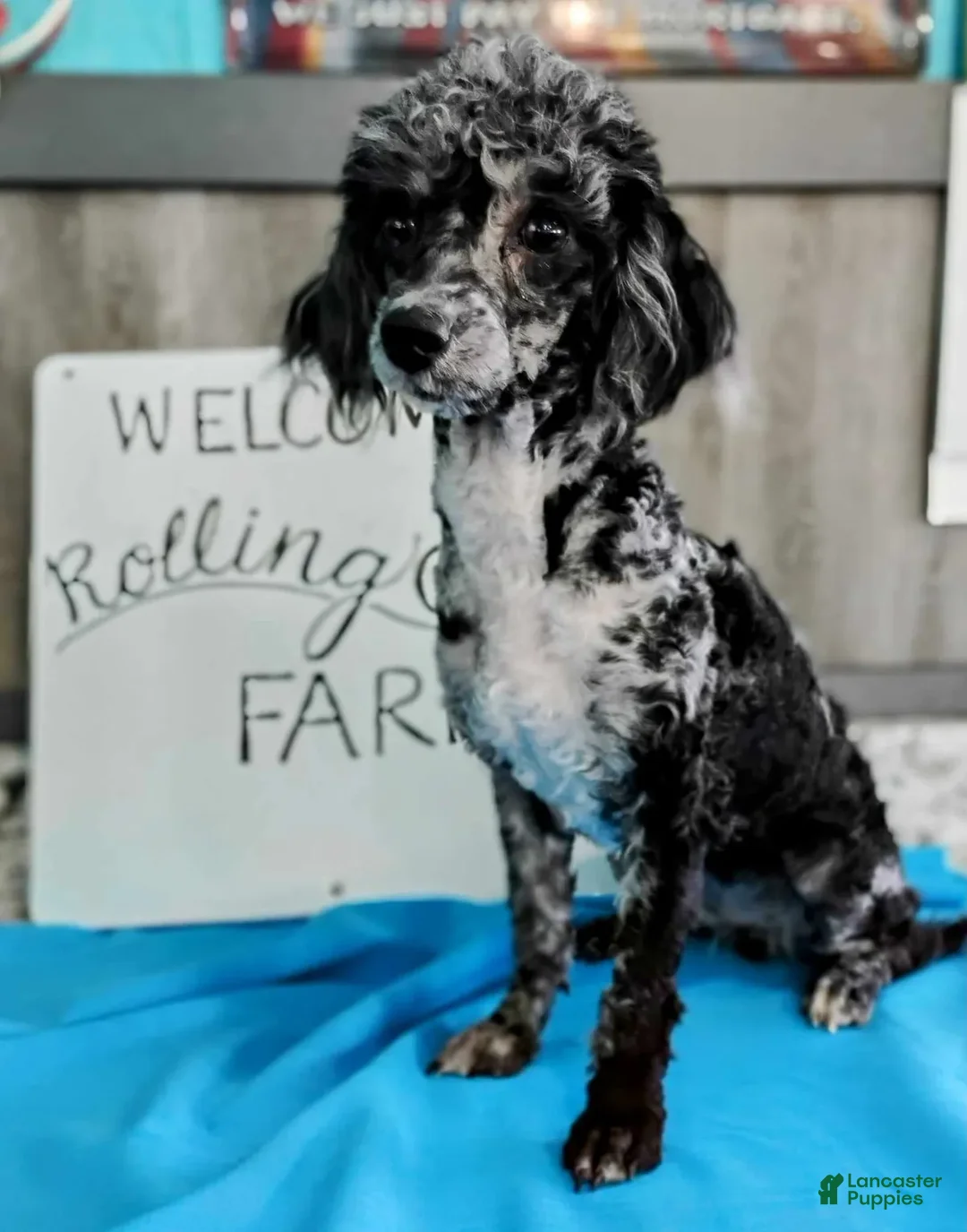 Mixed Breed dogs for sale: Davis - Ad 11