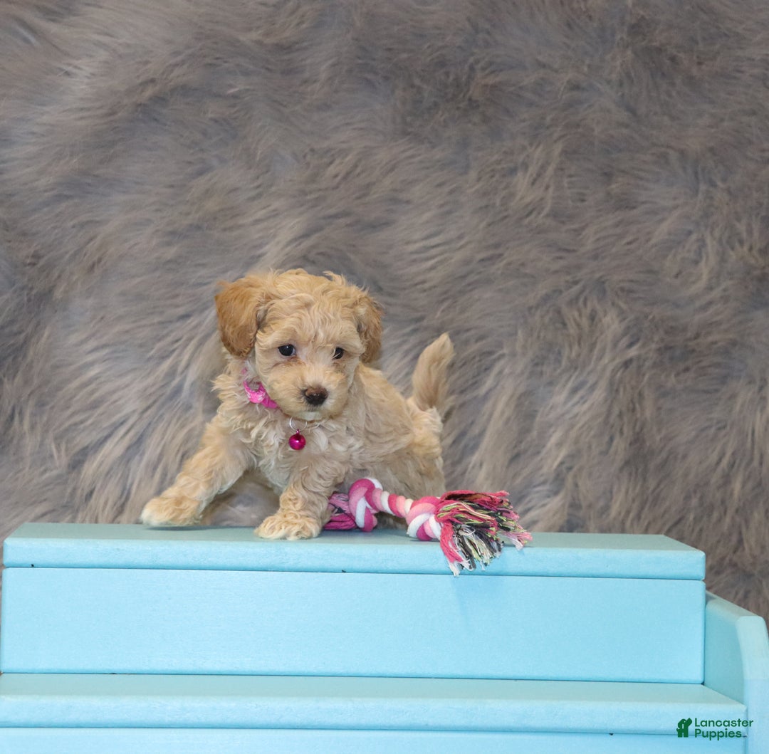 Havapoo dogs for sale: Annabelle Toy/M.👨‍👨‍👦‍👦💞🐕 - Ad 10