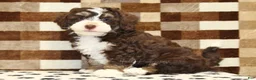 Mini Bernedoodle dogs for sale: Brandy - Ad 4