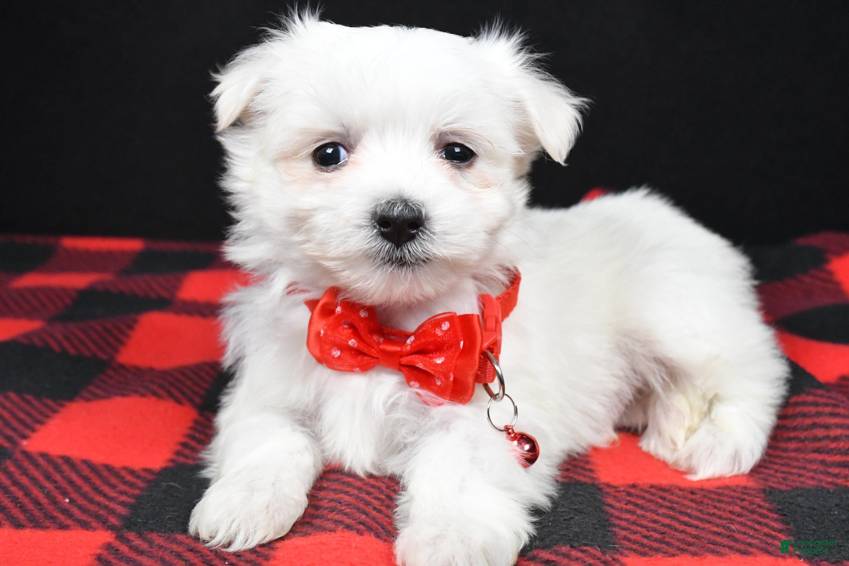 Maltese dogs Montey - Ad 31