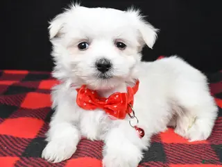 Maltese dogs Montey - Ad 40