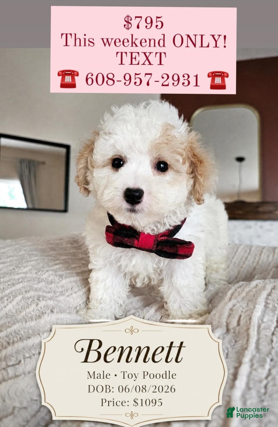 Toy Poodle dogs Bennett - Ad 19