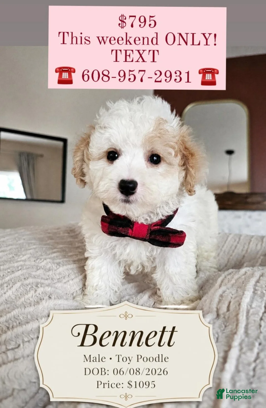 Toy Poodle dogs for sale: Bennett - Ad 1