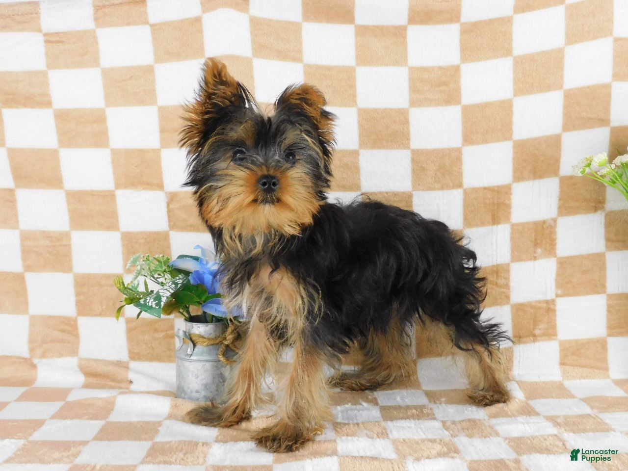 Yorkshire Terrier dogs Marcus - Ad 2