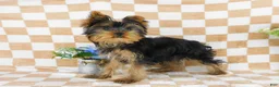 Yorkshire Terrier dogs for sale: Marcus - Ad 2