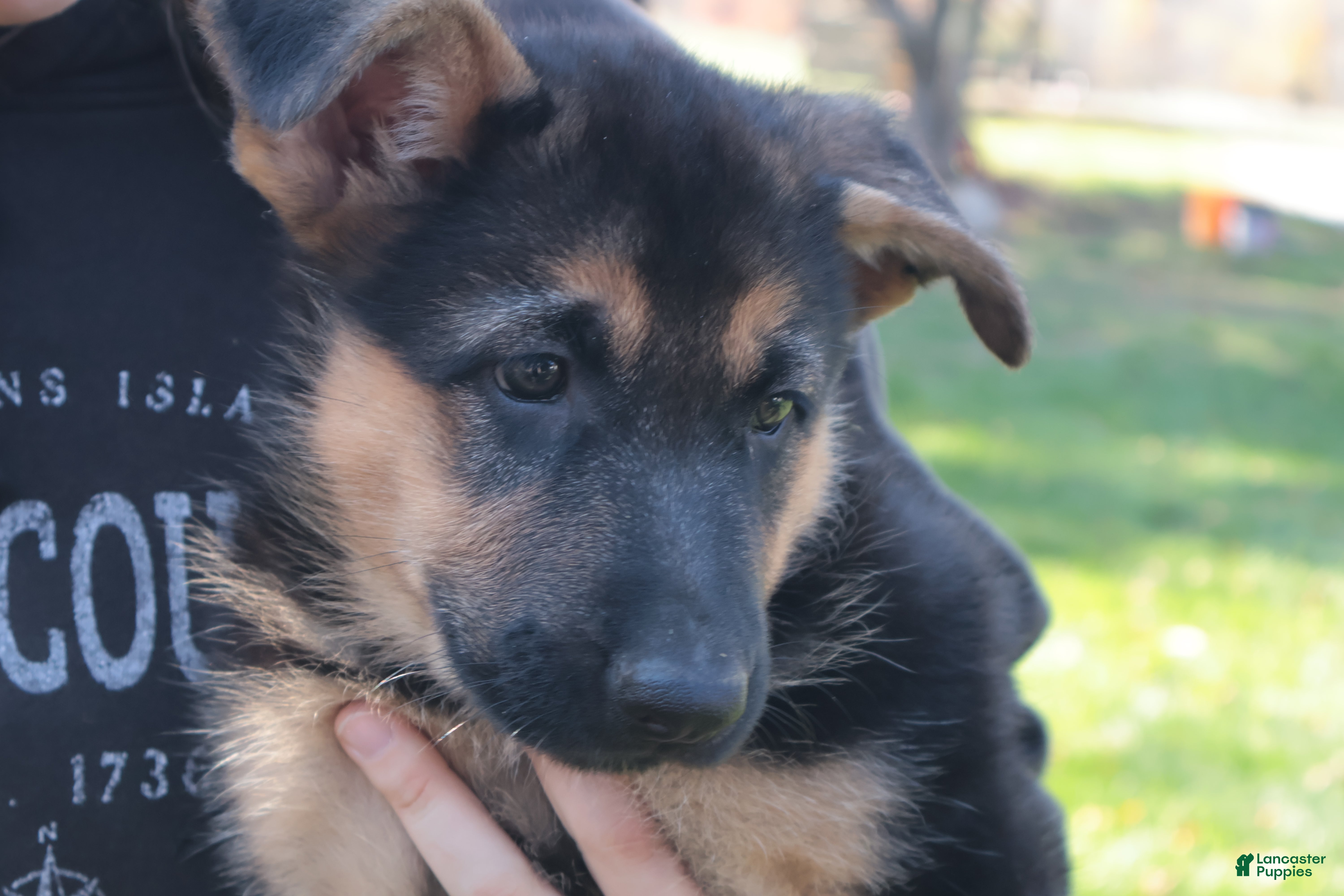 German Shepherd dogs for sale: Navy - Ad 1