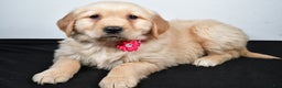 Golden Retriever dogs for sale: Jewel - Ad 3