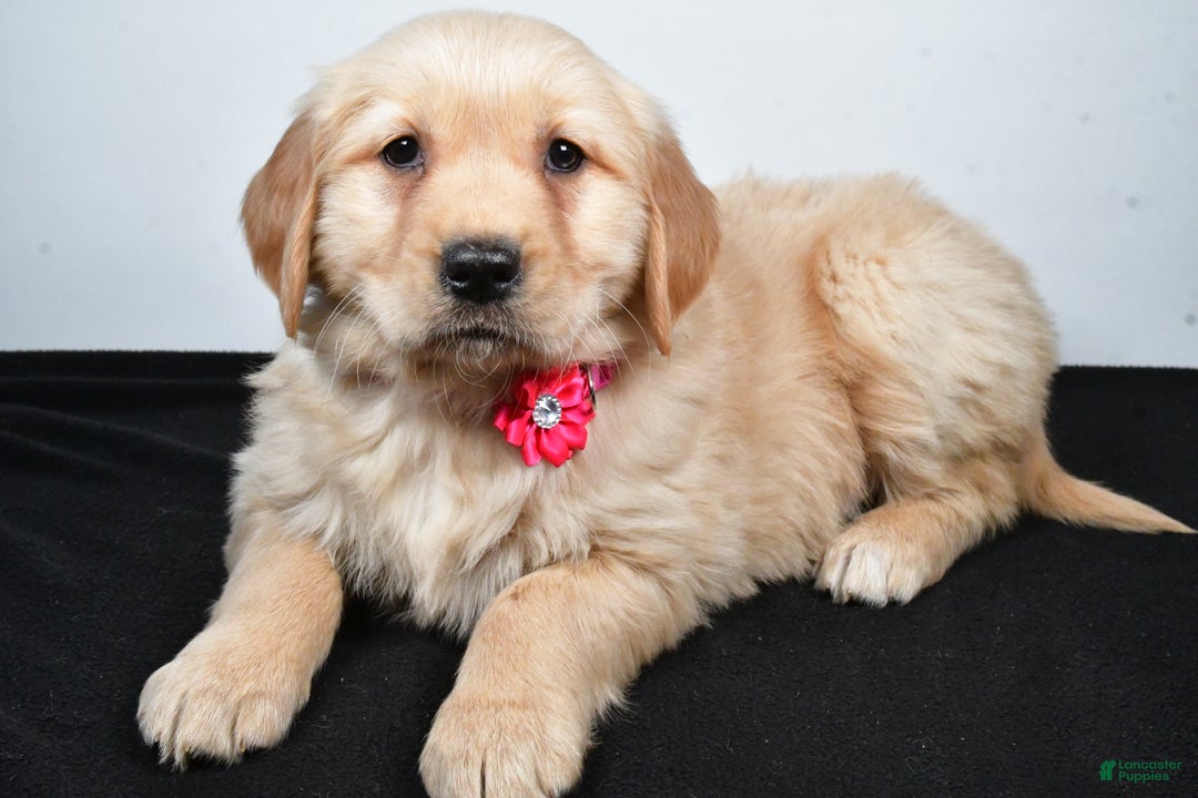 Golden Retriever dogs for sale: Jewel - Ad 3