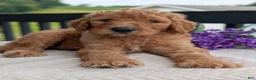 Goldendoodle dogs for sale: Parker - Ad 15