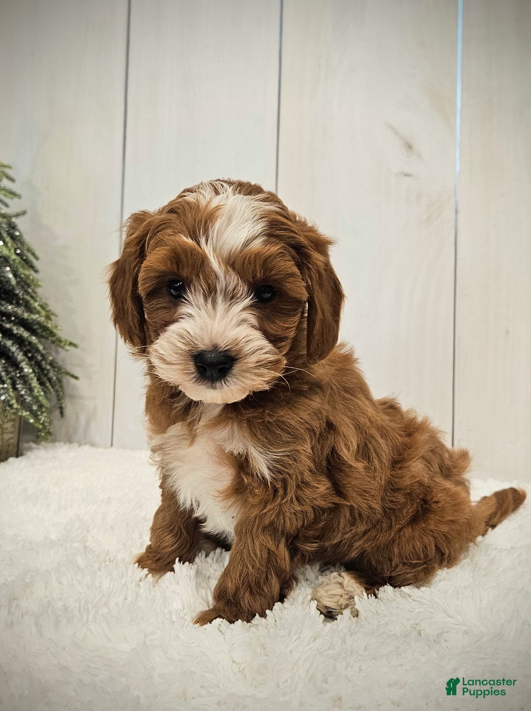 Mini Goldendoodle dogs for sale: Charlie F1B mini - Ad 13