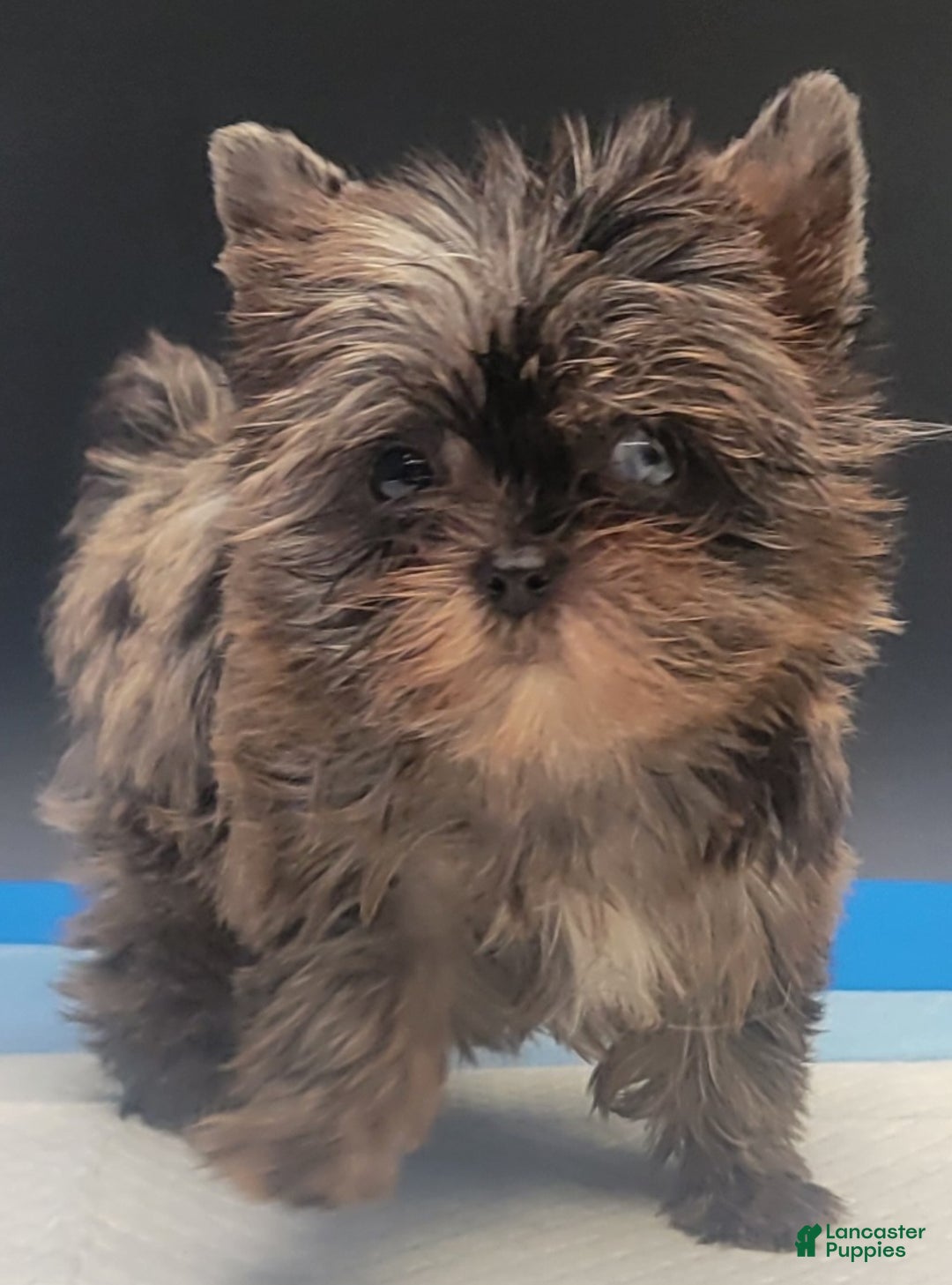 Yorkshire Terrier dogs for sale: Yorkshire Terrier Puppy 3 - Ad 2