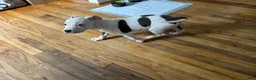 American Pit Bull Terrier dogs for sale: American Pit Bull Terrier 1 - Ad 6