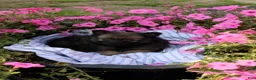 Pomeranian dogs for sale: Creed - Ad 5