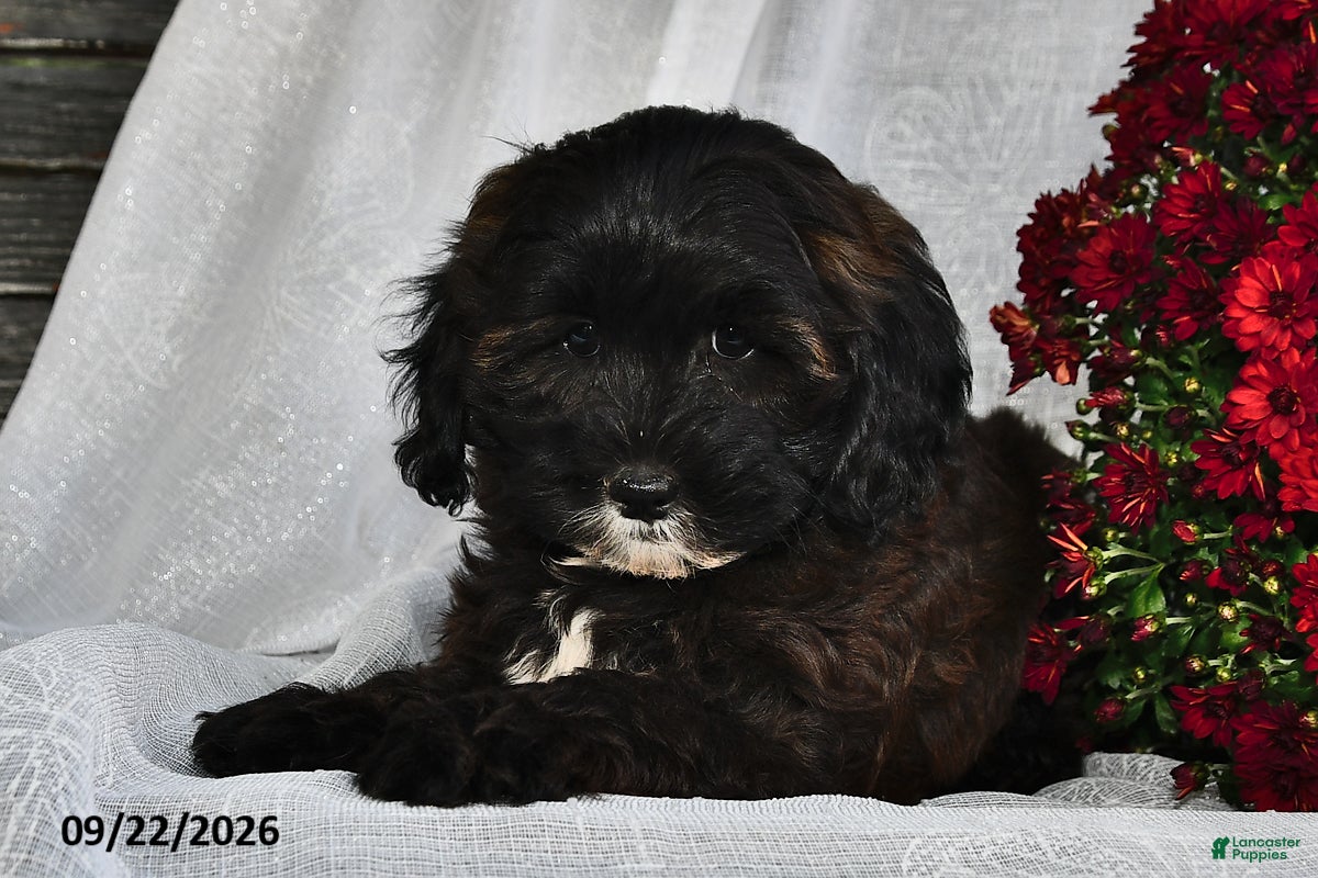 Shihpoo dogs Marbles  - Ad 2